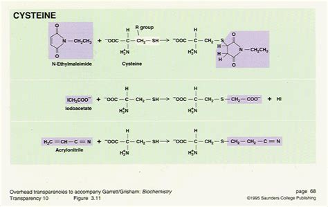 Chemical Modification Of Cysteine