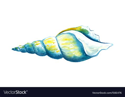 Watercolor Seashell Royalty Free Vector Image Vectorstock