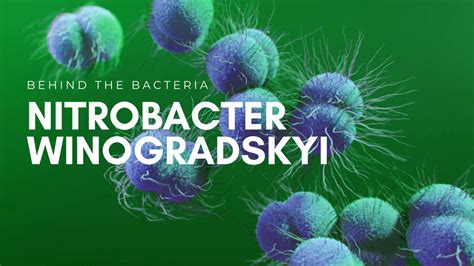 Nitrobacter Winogradskyi Advanced Ag Bacteria