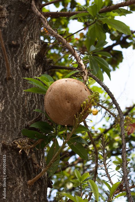 Sal tree Stock Photo | Adobe Stock