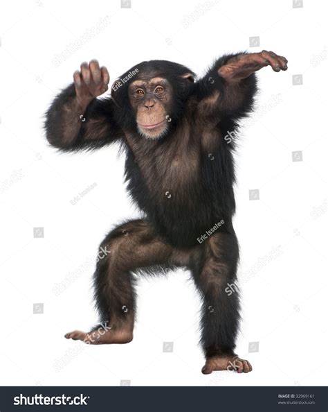 Young Chimpanzee Dancing Simia Troglodytes 5 Years Old In Front Of