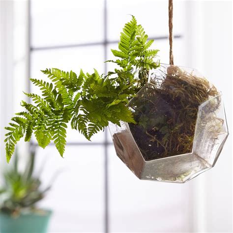 Hanging Glass Terrarium | Room Decor | Pottery Barn Teen