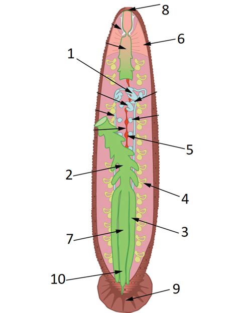 Reproductive System And External Characters Of Leech — Task Science