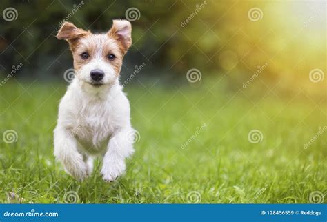 Happy Pet Dog Puppy Running In The Grass Stock Image Image Of Ears