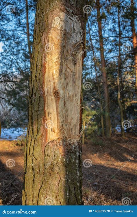 Pine With Chopped Bark Man Vandal In The Forest Stock Photo Image Of