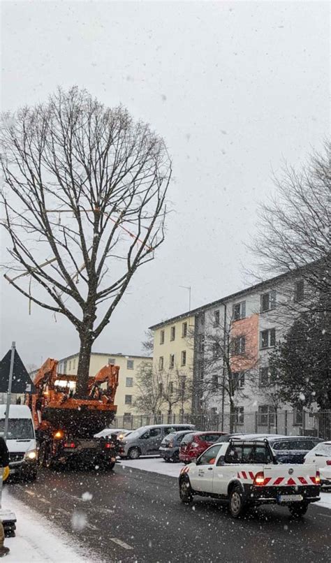 Acht Gro E B Ume Ziehen Um Stadtgr N Heidelberg