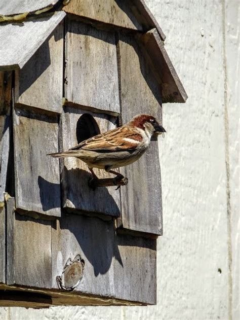 Pin By Melpo Siouti On Sparrow Lane Cottage Bird House Bird Houses