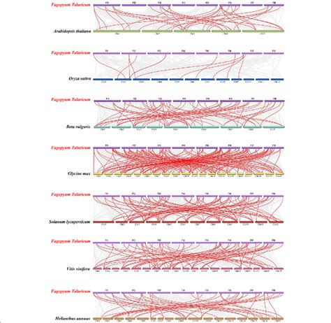 Synteny Analysis Of Erf Genes Between Tartary Buckwheat And Seven