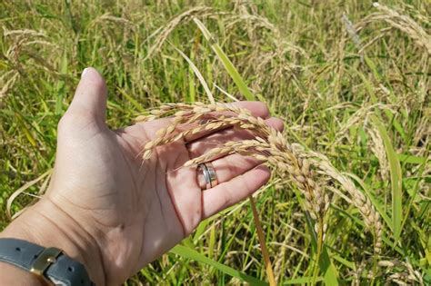 Cultivating Rice In Catalonias Ebro Delta Culinary Backstreets