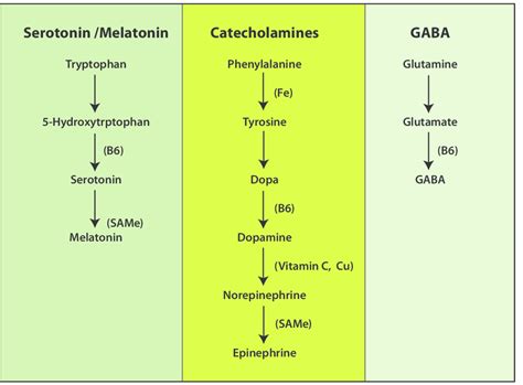 Neurotransmitters And Their Functions Chart