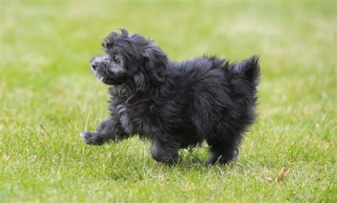 Black Maltipoo (Designer Dog) - Appetite Pets