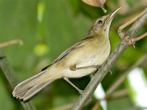 Large Billed Reed Warbler Ebird