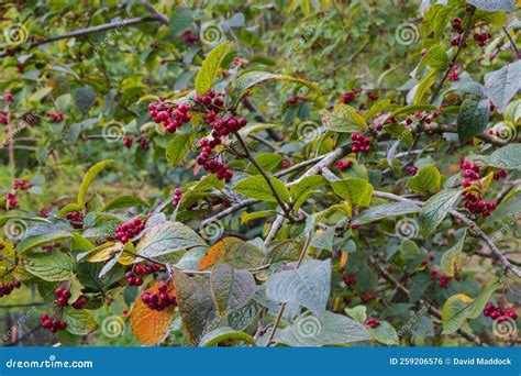 Cotoneaster Bullatus Stock Photo Image Of Autumn Leaves 259206576