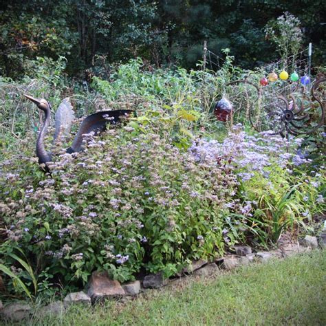 Photo Of The Entire Plant Of Blue Mistflower Conoclinium Coelestinum