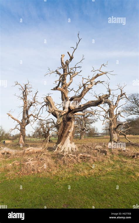 Old Dead Oak Tree Hi Res Stock Photography And Images Alamy