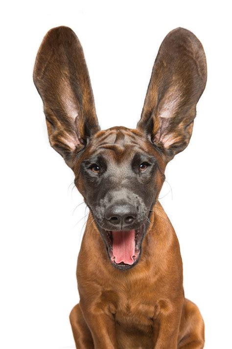 Commercial And Editorial Pet Photographer Elke Vogelsang Aka