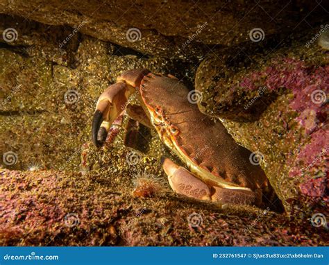 A Closeup Picture Of A Cancer Pagurus Also Known As Edible Crab Or