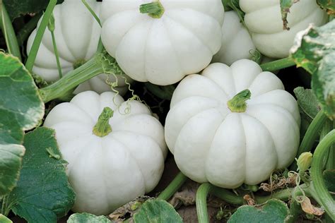 Casperita | White | Pumpkins | Products | Vegetables | Rupp Seeds