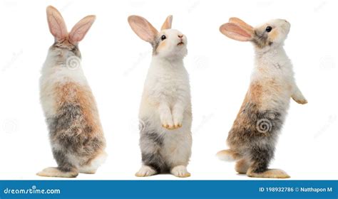 Many Different Standing Poses Of Three Colour Cute Little Rabbits