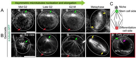 Super Resolution Live Cell Imaging Of Subcellular Structures Pmc