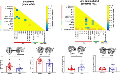 Examples Of Sex Differences In Static And Dynamic Amplitude Coupling Download Scientific