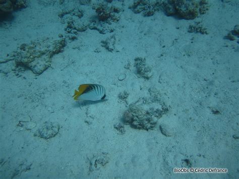 Poisson Papillon Cocher Chaetodon Auriga BioObs