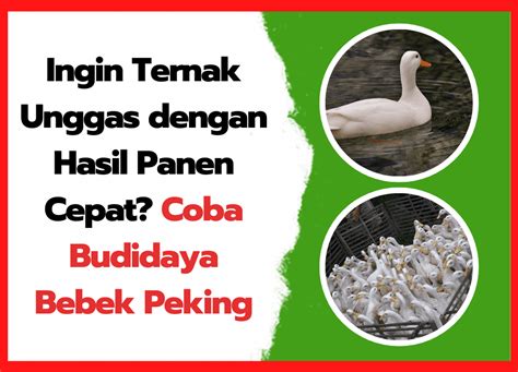 Budidaya Bebek Peking Siap Panen Dalam Waktu 45 Hari Saja