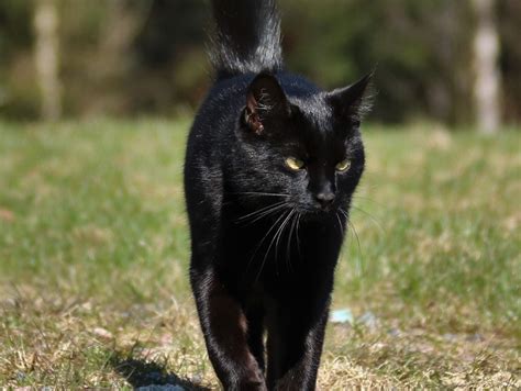 Sexta Feira 13 Confira Mitos E Verdades Sobre Os Gatos Pretos