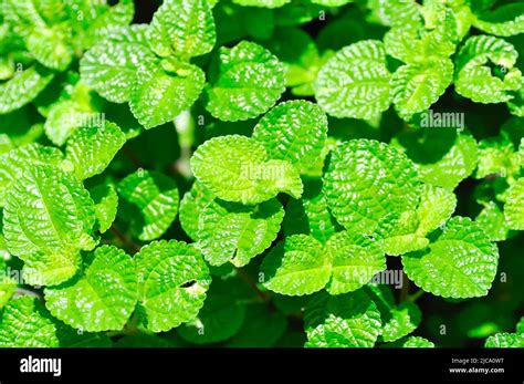 Pilea Nummulariifolia Creeping Charlie Or Urticaceae Plant Stock