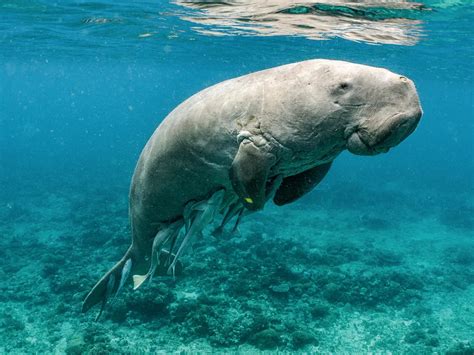 The Dugong A Huggable Seagrass Loving Sea Cow Has A New Best Friend