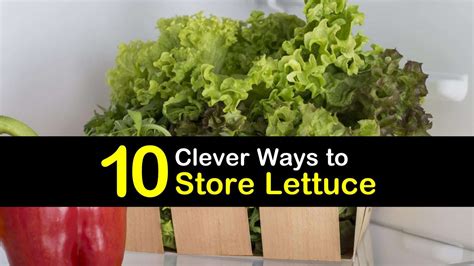 The Best Ways to Preserve Lettuce