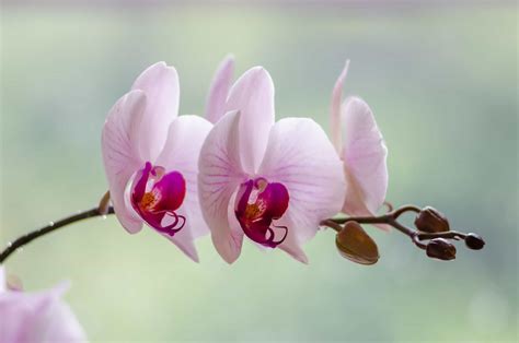 Are Dendrobium Orchids Toxic To Cats And Dogs