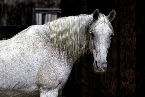 Photos De Cheval Blanc Photos De Stock Gratuites Et Libres De