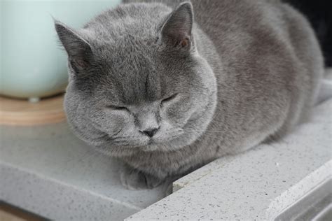 Russian Blue Cat · Free Stock Photo