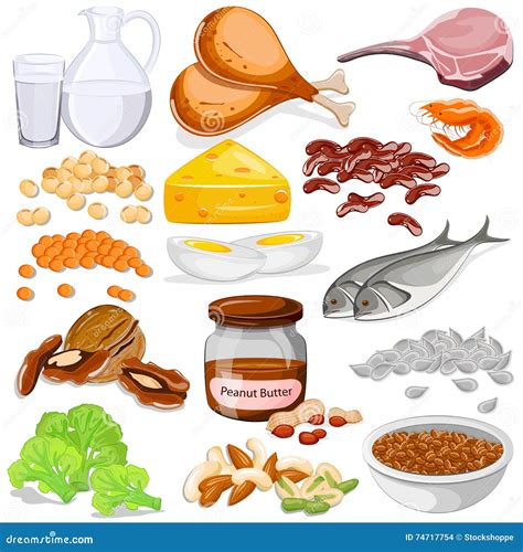 Different Sources Of Protein Food Collection Stock Vector