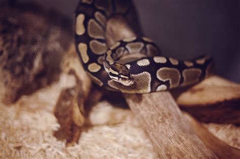 Pros and Cons of Getting a Pet Ball Python - My Pet Python