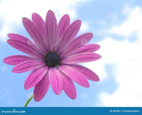 African Daisy Stock Photography | CartoonDealer.com #19703630