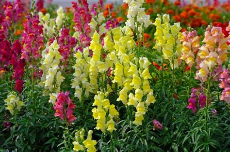 Snapdragon Care 101: Everything You Need to Know for Beautiful Blooms ...