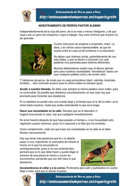 Adiestramiento de Perros Pastor Alemán | Pastor alemán | Perros