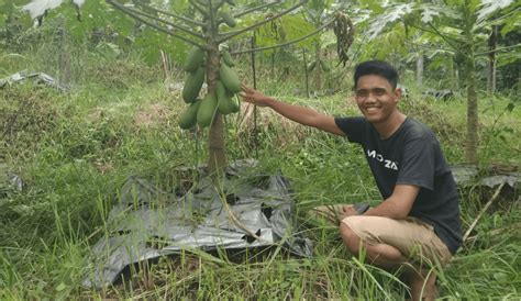 Berkebun Pepaya California 1000 Pohon Potensi Untung 12 Juta Perbulan