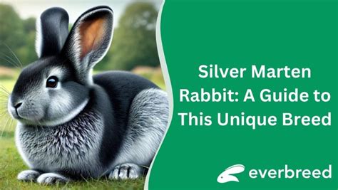 Silver Marten Rabbit A Guide To This Unique Breed Everbreed