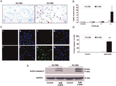 Effect Of 4 Hpr On Rpe Apoptosis In Vitro Human Rpe Cells Were Treated