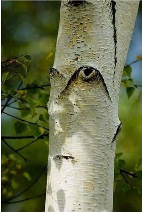 Pin en Funny faces | Talla de árbol, Árboles extraños, Hermosa naturaleza