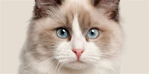 What Are Ragdoll Cats A Guide To Ragdolls