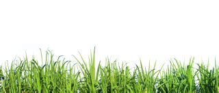 Tall Grass PNG, Tall Grass Transparent Background - FreeIconsPNG