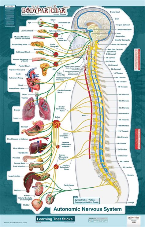 Bodypartchart™ Autonomic Nervous System Lateral View Wall Decal