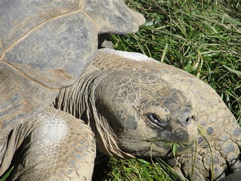 large tortoise  stock photo public domain pictures