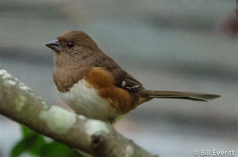 Eastern Towhee | the Intown Hawk