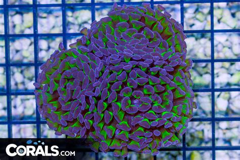 Branching Hammer Australia Neon Stems Purple Tips Heads Corals