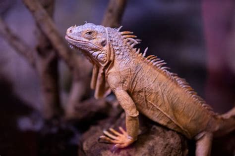 Iguana Teeth Stock Photos, Pictures & Royalty-Free Images - iStock